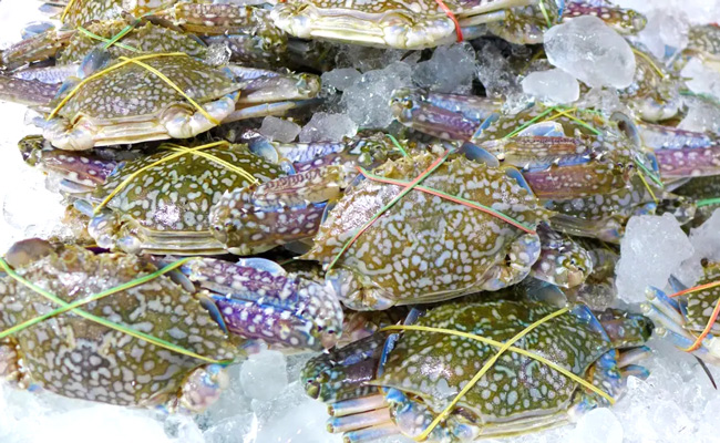 Bảo quản cua ghẹ