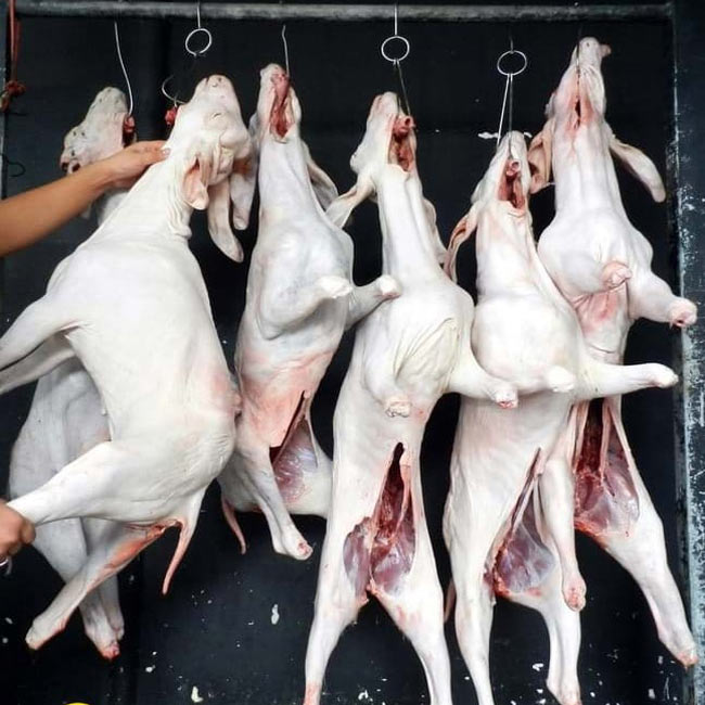L&yacute; do m&aacute;y vặt l&ocirc;ng ch&oacute; ng&agrave;y c&agrave;ng được nhiều cơ sở lựa chọn